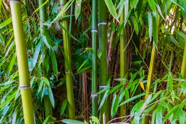 Bamboo Trimming in Winter Park