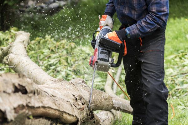 Branch Removal Service in Winter Park
