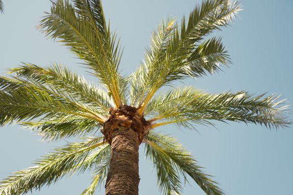 Palm Tree Pruning in Winter Park