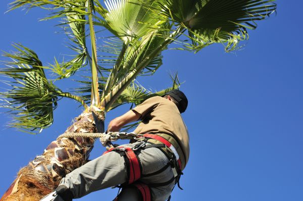 Palm Tree Trimming in Winter Park