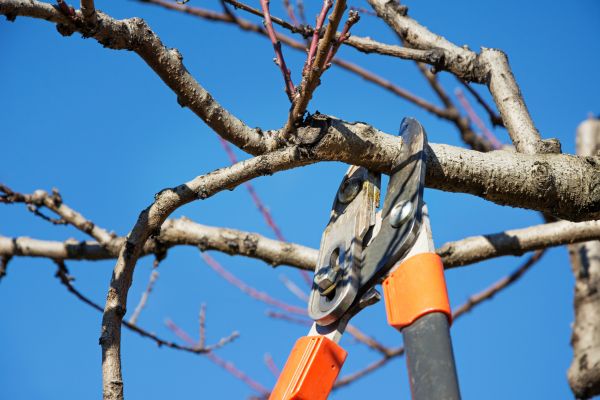 Residential Tree Service in Winter Park