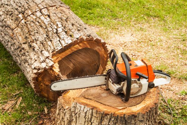 Tree Cutting Service in Winter Park