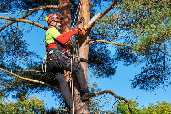 Tree Service in Winter Park