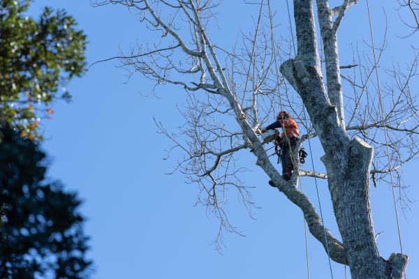 Tree Topping Service in Winter Park