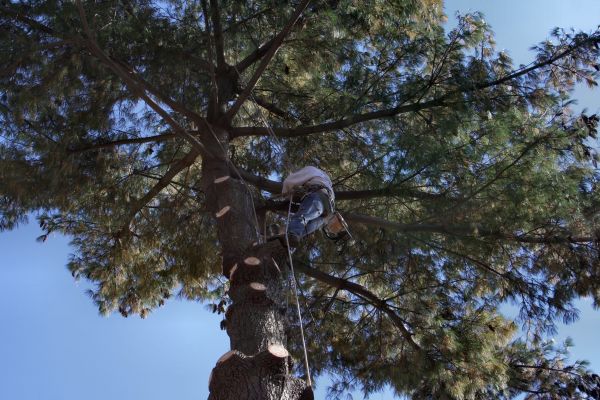 Trimming Service in Winter Park