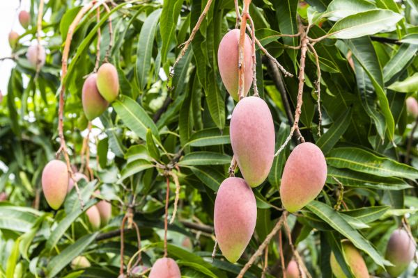 Mango Tree Trimming in Winter Park