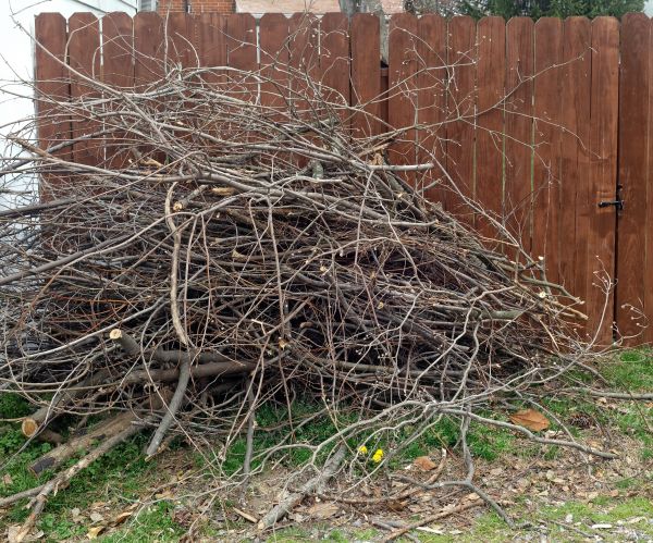 Dead Branch Removal in Winter Park