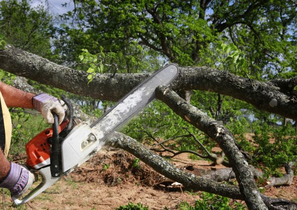 Tree Branch Cutting in Winter Park