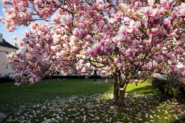 Ornamental Tree Pruning in Winter Park