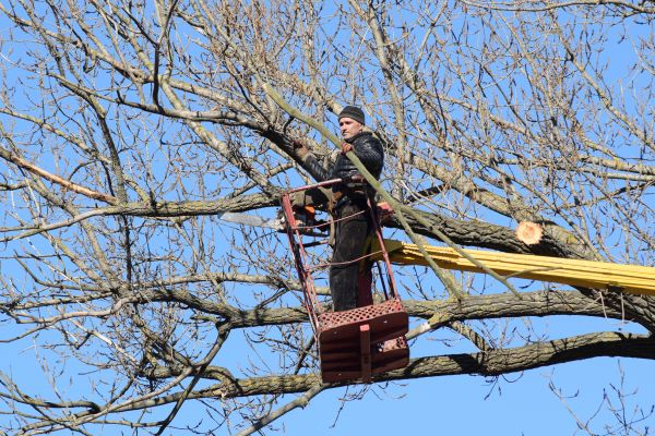 Emergency Tree Trimming in Winter Park