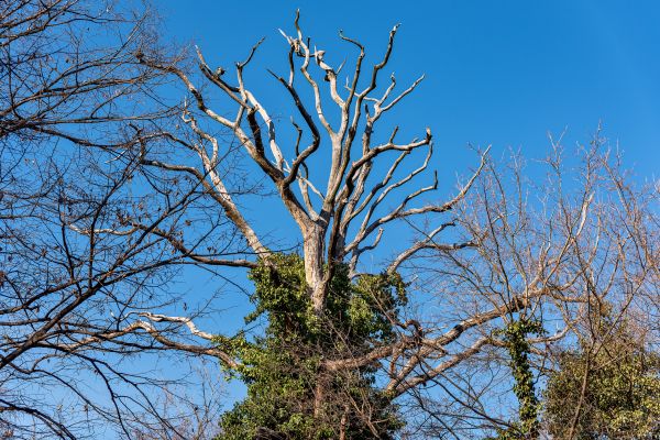 Deadwood Removal in Winter Park