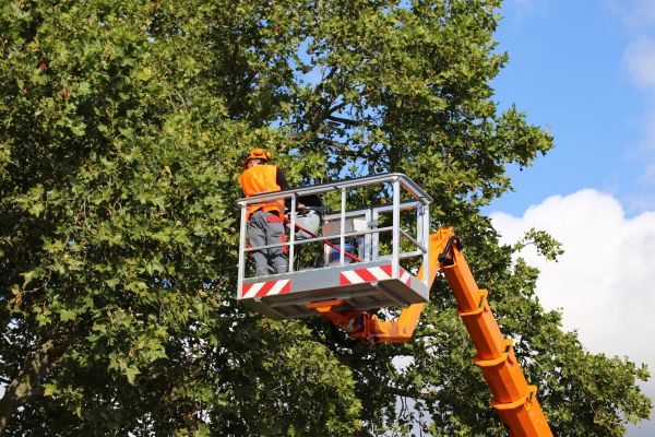 Commercial Tree Service in Winter Park