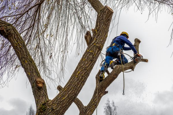 Tree Maintenance Service in Winter Park