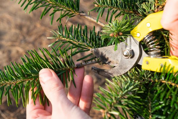 Pine Tree Pruning in Winter Park