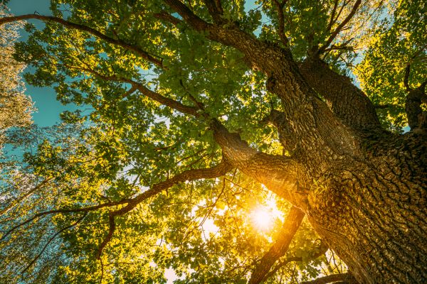 Oak Tree Pruning in Winter Park
