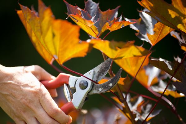 Maple Tree Pruning in Winter Park