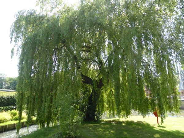 Willow Tree Trimming in Winter Park
