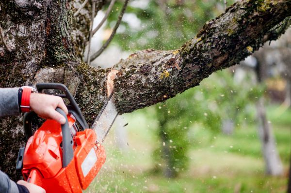 Tree Limbs Removal in Winter Park