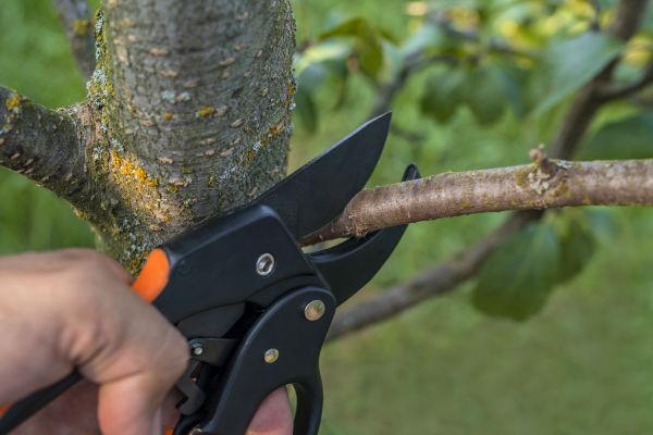 Tree Limb Cutting in Winter Park