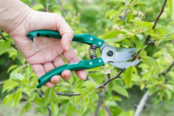Pear Tree Pruning in Winter Park