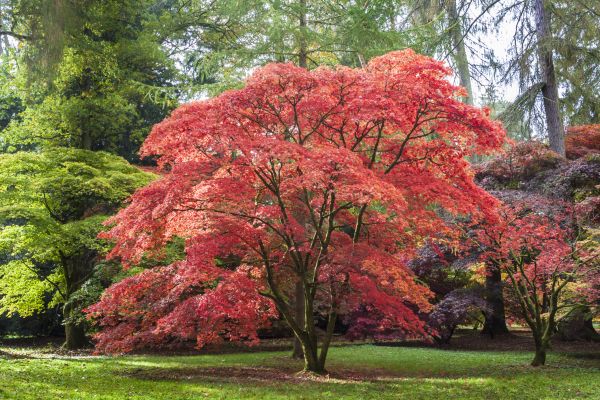 Japanese Maple Pruning in Winter Park