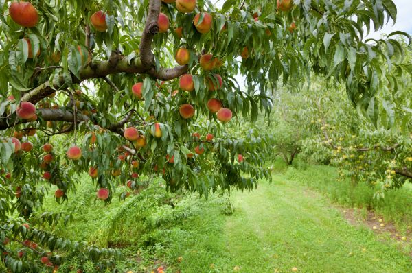 Peach Tree Pruning in Winter Park