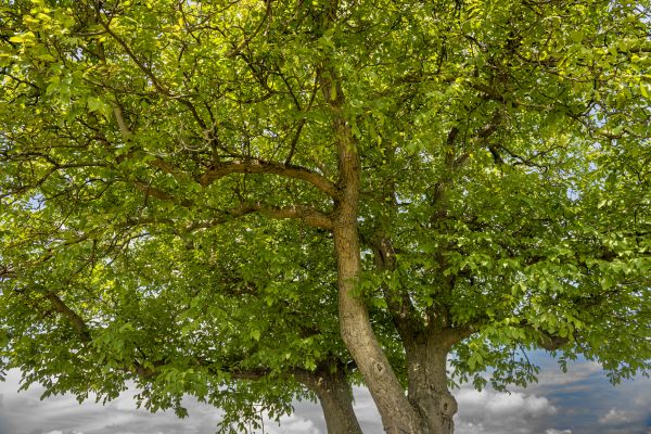 Walnut Tree Trimming in Winter Park