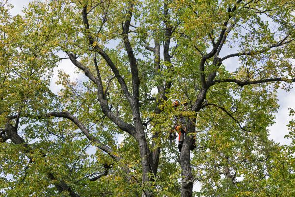 Tree Crown Shaping in Winter Park