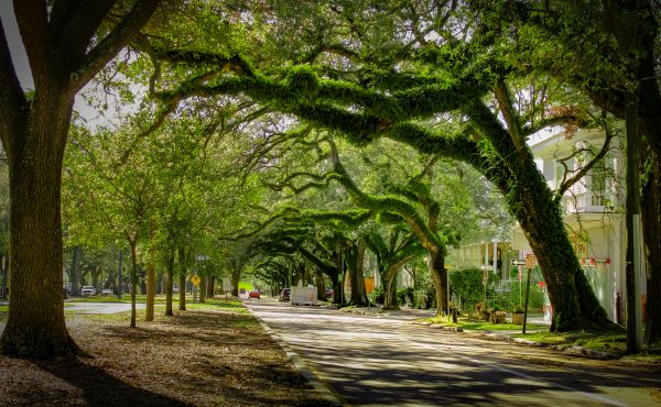 Tree Canopy Thinning in Winter Park