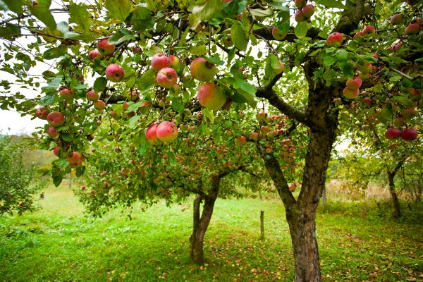Apple Tree Pruning in Winter Park