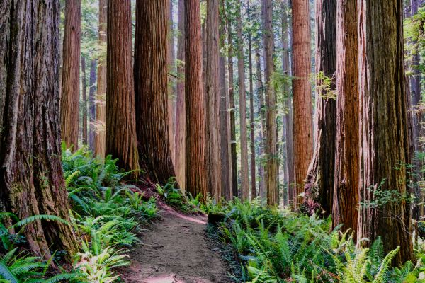 Redwood Tree Trimming in Winter Park