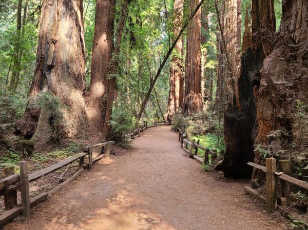 Redwood Tree Pruning in Winter Park