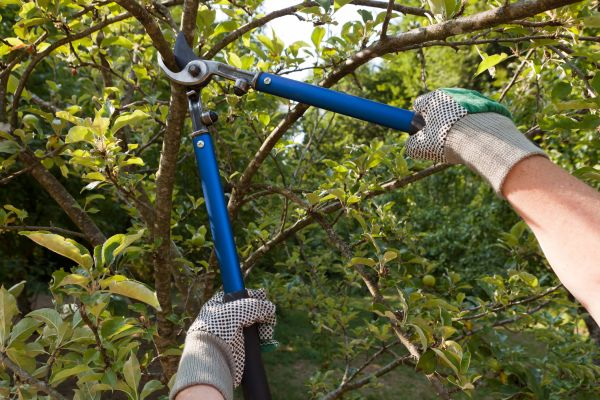 Residential Tree Pruning in Winter Park