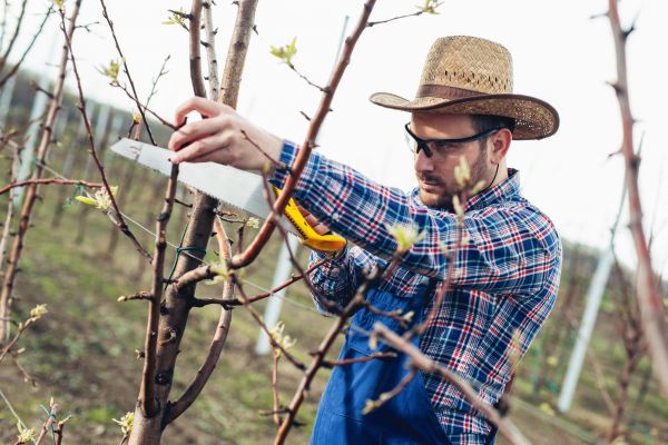 Orchard Tree Pruning in Winter Park
