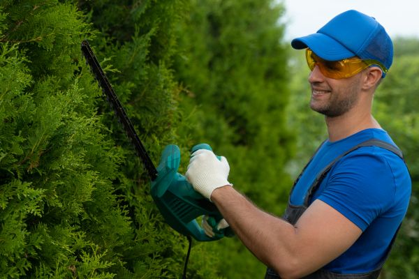 Tree Shaping Service in Winter Park