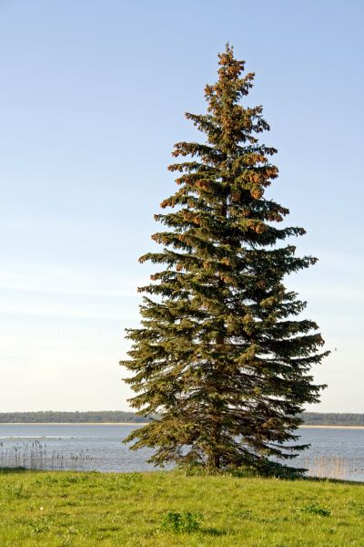 Spruce Tree Pruning in Winter Park