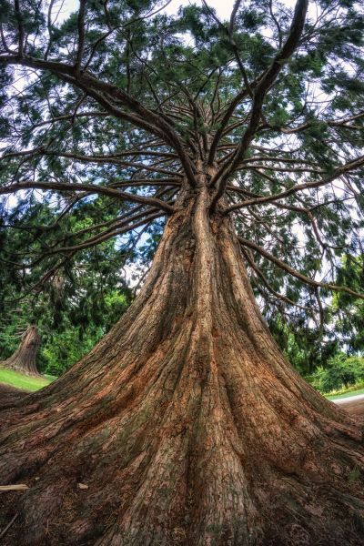 Cedar Tree Pruning in Winter Park