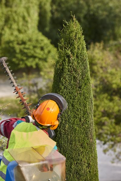Cypress Tree Trimming in Winter Park