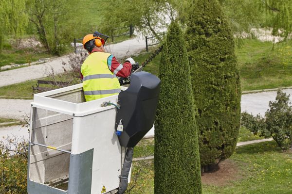 Cypress Tree Pruning in Winter Park