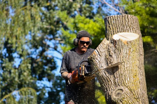Ash Tree Pruning in Winter Park