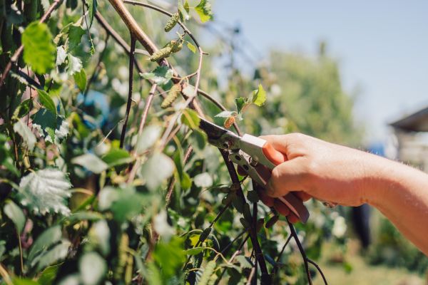 Birch Tree Pruning in Winter Park