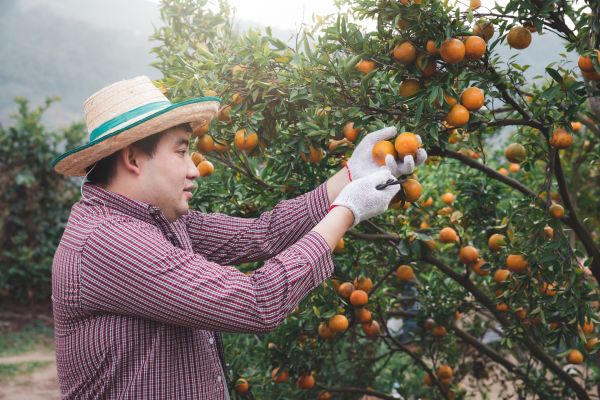Orange Tree Pruning in Winter Park