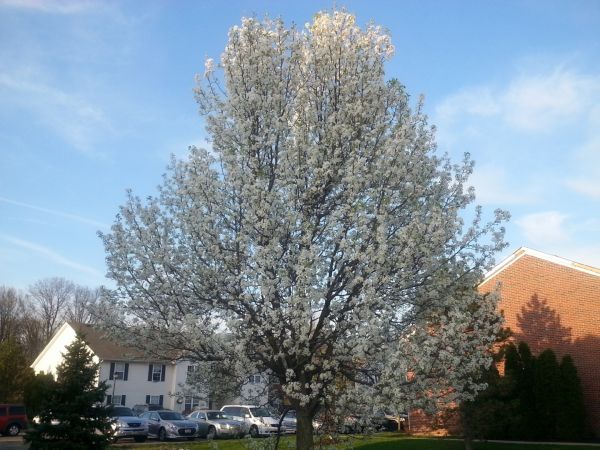 Bradford Pear Tree Pruning in Winter Park