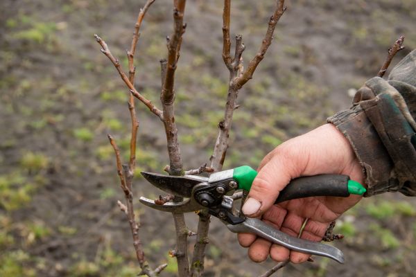 Pear Trees Pruning in Winter Park