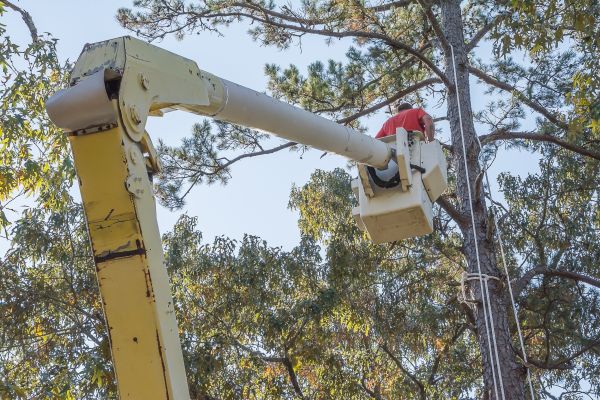 Limbs Trimming in Winter Park