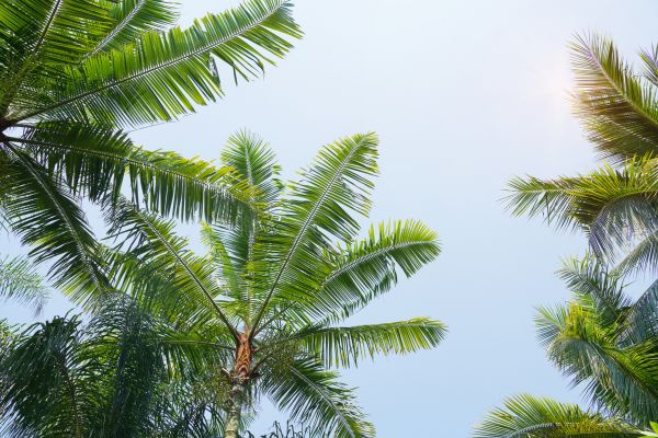 Queen Palm Tree Trimming in Winter Park