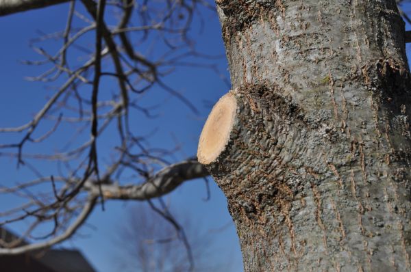 Limb Pruning in Winter Park