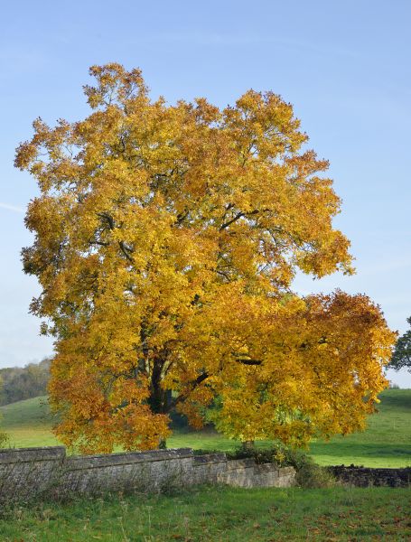 Hickory Tree Trimming in Winter Park