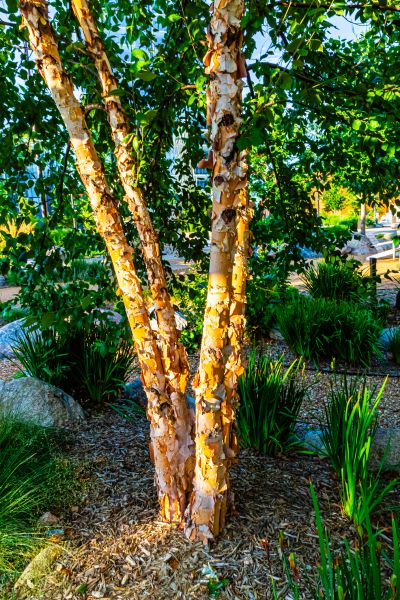 River Birch Trimming in Winter Park