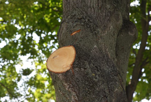 Limb Cutting in Winter Park